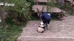 Ce bébé panda têtu s'accroche obstinément à la jambe de son soigneur
