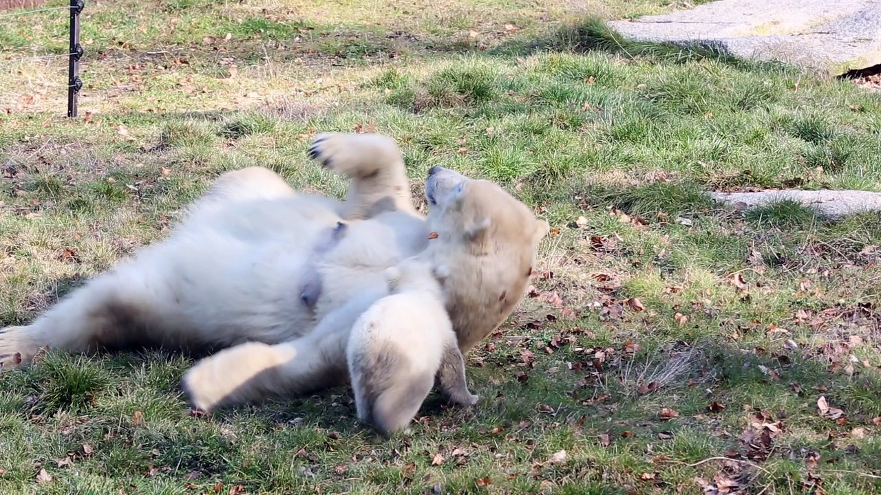 nanuq