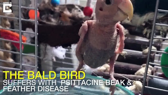 Un perroquet sans plumes reçoit des pulls du monde entier