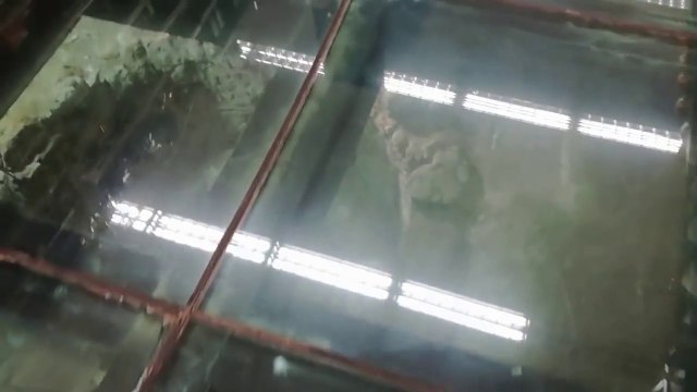 Les Ruines de pompei visibles sous le plancher d'un supermarché