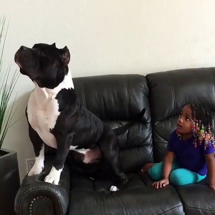 funny dog