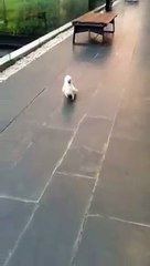 cacatoes imite chien