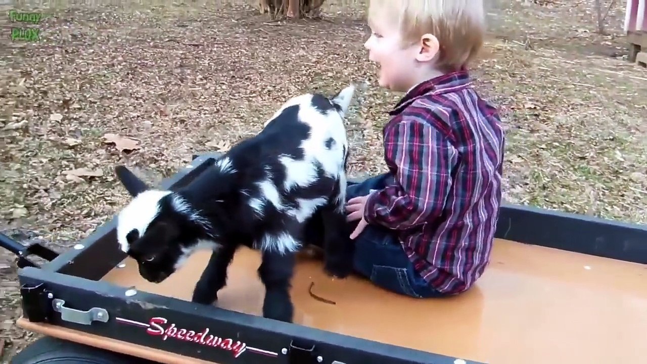 Sevimli Keçi yavruları komik ve tatlı halleri