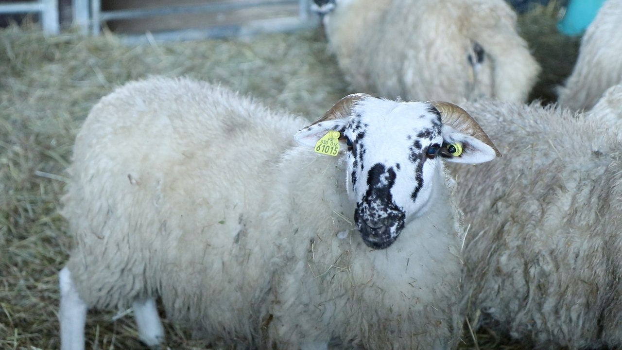 L’intelligence des animaux d’élevage #5 : le mouton