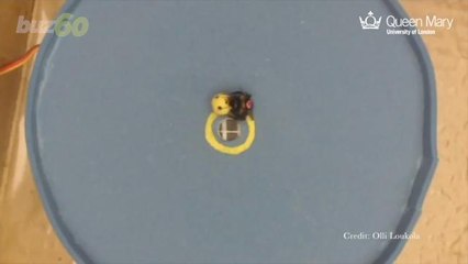 Yes, This is Video of a Bumblebee Scoring a Goal with a Ball