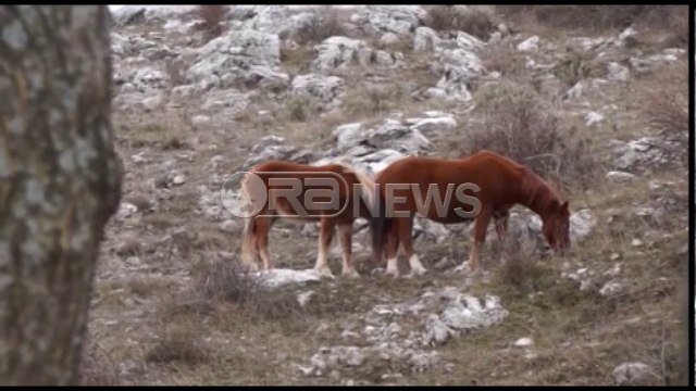 Acari - I ftohti paralizon peshkimin në liqenin e Shkodrës. Probleme dhe në qytet