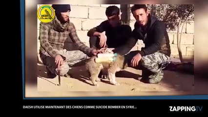 Daesh transformerait des chiens en bombes sur pattes (vidéo)