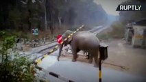 Clever Elephant Lifts Train Barrier to Cross Tracks