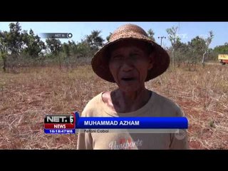Harga Cabai Naik, Petani di Sumenep Tak Dapat Untung - NET16