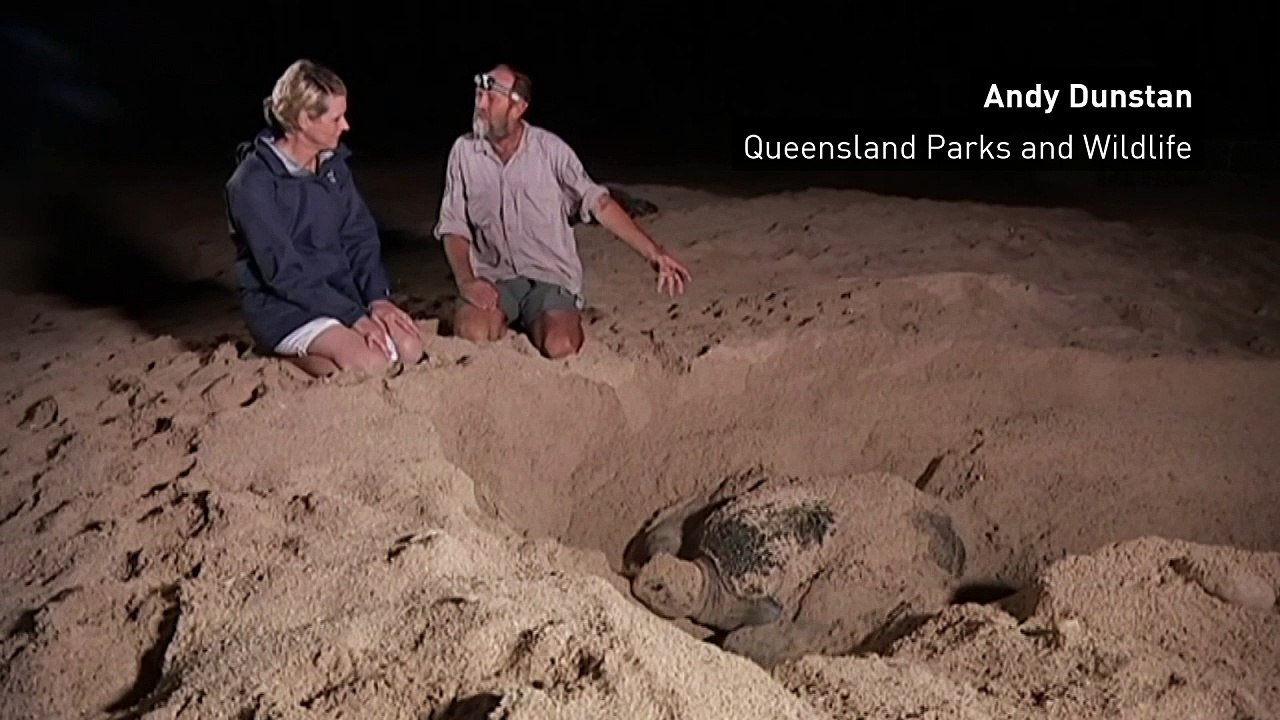 Efforts to save endangered turtles pays off