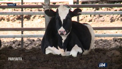 Paris/Jaffa - Partie 2 - 27/02/2017