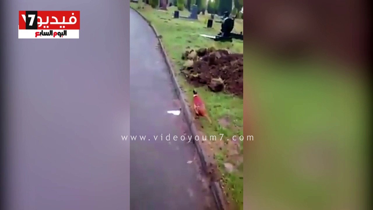 طائر يعطى درسا فى الوفاء.. ماتت من تطعمه وهذا ما فعله ؟