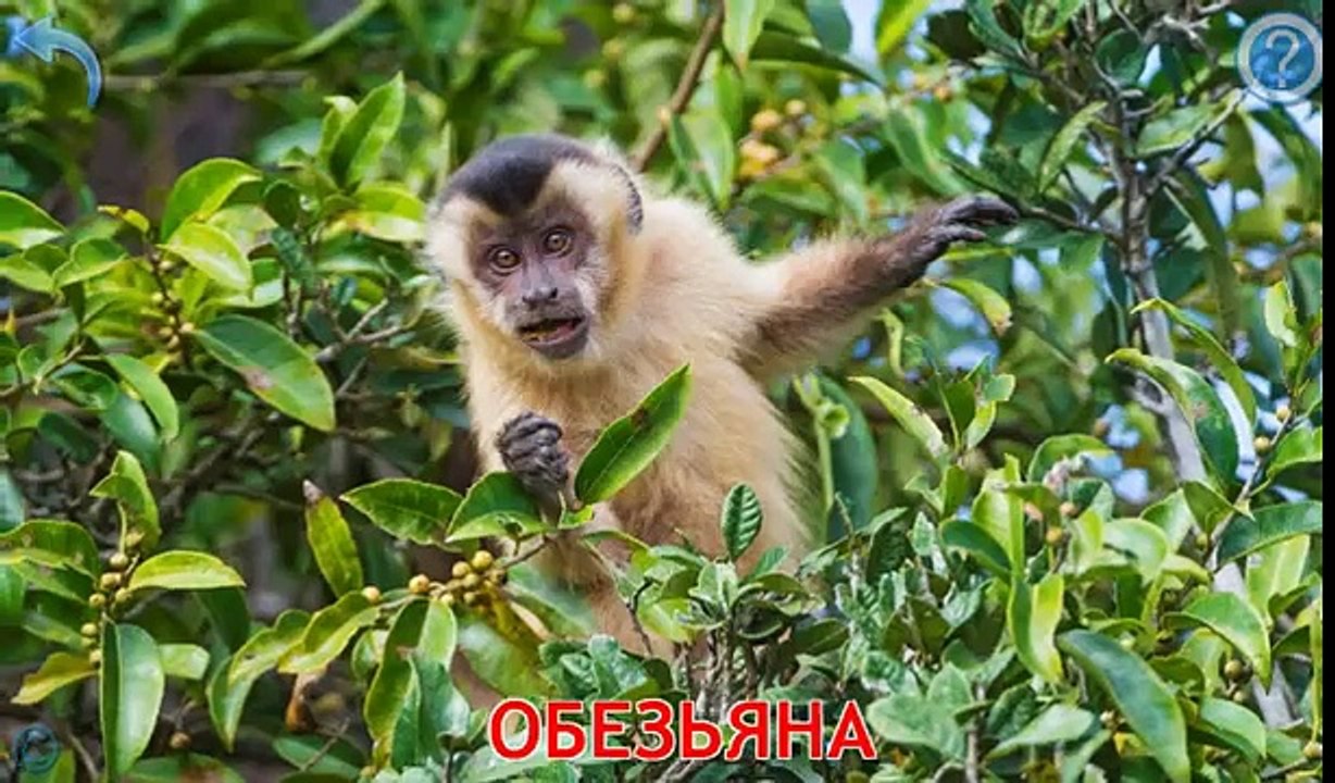 Las películas de dibujos animados sobre la máquina de escribir. Enseñamos a los animales salvajes. Desarrolla de dibujos animados para niños de 12 a 36 ui