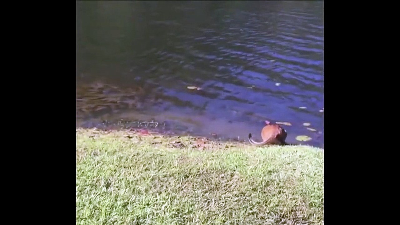 Blague pas sympa pour ce chat qui se retrouve à l'eau