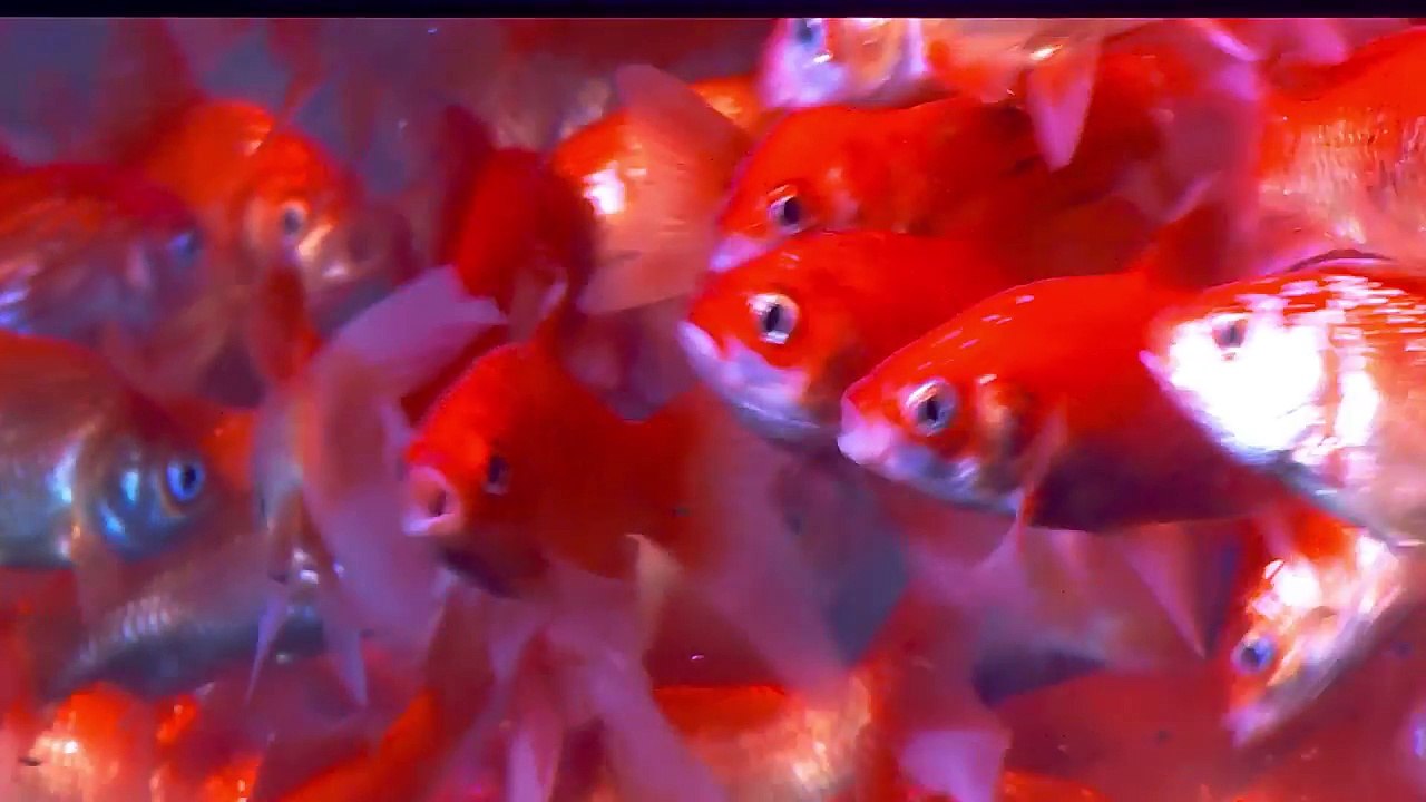 2017.02.22 Enzo Weyne @ Eerste reacties op The Illusionists Music Hall TV