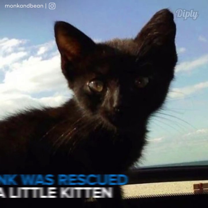 Videos Divertidos de Animales El gato mas aterrador del mundo