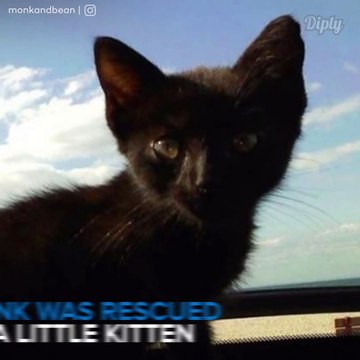 Videos Divertidos de Animales El gato mas aterrador del mundo