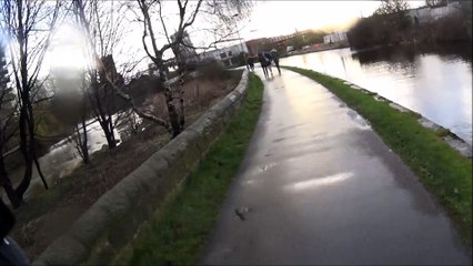 Swans Attack Pedestrians Walking to Work