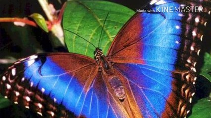 A BORBOLETA MAIS LINDA DO MUNDO