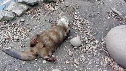 Notre amie la loutre