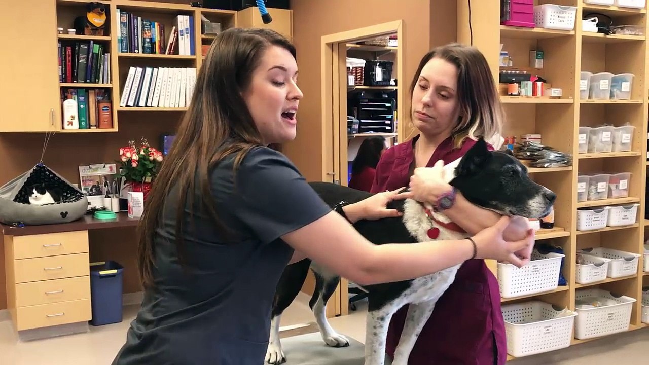 How To Safely Trim Your Dog's Nails - Pet Care Tips Canton Georgia