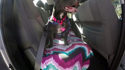 Pepper Goes Boating
