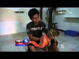 Kucing Bengal di Surabaya - NET5