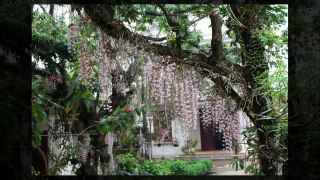 Lan thân thòng đẹp tuyệt- Lan hạc vỹ - Đại ý thảo (Dendrobium aphyllum)