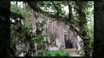 Lan thân thòng đẹp tuyệt- Lan hạc vỹ - Đại ý thảo (Dendrobium aphyllum)