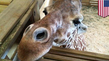 ยูทู้ปลบสตรีมยีราฟคลอดลูก เหตุผล "มีภาพเปลือย"