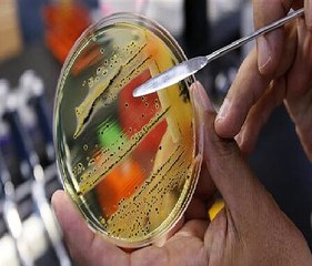 Superbugs List World Health Organization