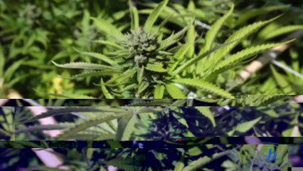 Medical Marijuana Legal in Germany