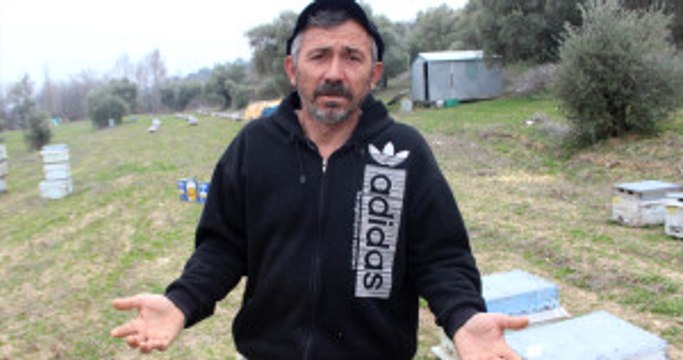 Aydın'da Arıcıların Yüzlerce Kovan Arısı Zehirle Öldürüldü