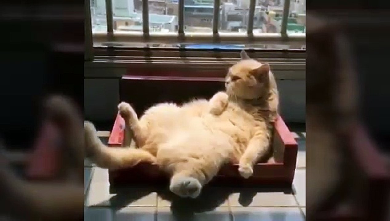 Funny And Cute Cats