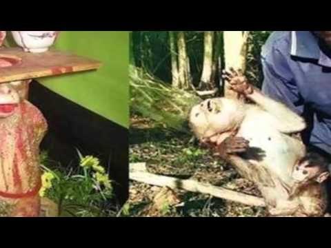 Chuyện khó tin - Rơi nước mắt khỉ mẹ cho con bú lần cuối trước khi làm thịt và dê mặt người