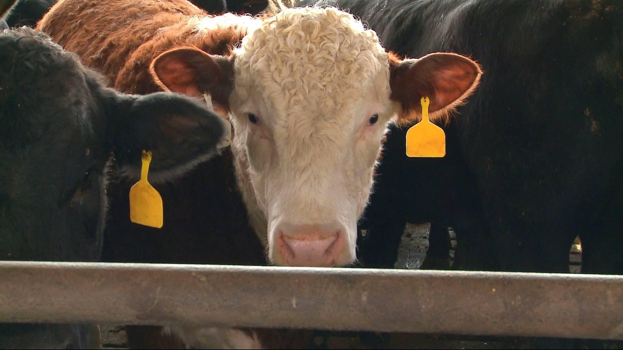 US farmers face buyer's remorse under Trump