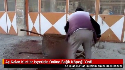 Aç Kalan Kurtlar İşyerinin Önüne Bağlı Köpeği Yedi