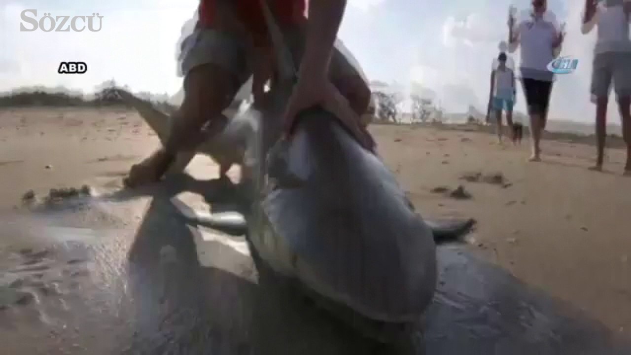 Köpek balığı kurtarma operasyonu