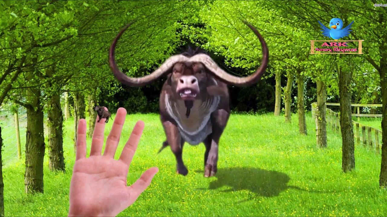 Буйвол Интернете семья палец песня | собаки питомники палец потешки детей семьи