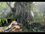 Sự thật về cặp “rắn thần” ngày đêm canh giữ cây thị ngàn tuổi! [Chuyện lạ Việt Nam]