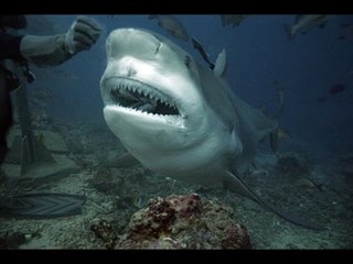 Những dòng sông nguy hiểm nhất trên thế giới!   [Chuyện lạ Việt Nam]