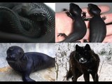 Kỳ lạ những con vật đen toàn tập không phải ai cũng được nhìn thấy! [Chuyện lạ Việt Nam]