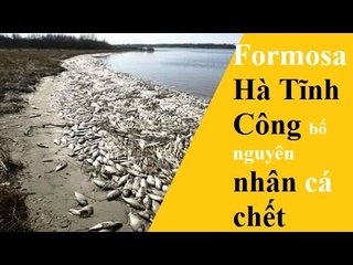 Hôm nay công bố nguyên nhân cá chết ở vũng áng Hà tĩnh [Tin mới nhất]