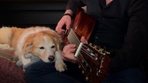 Ce chien est tellement posé contre la guitare ! Reprise de NIN dans le style Johnny Cash