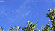 Des centaines d'araignées ont tissé leurs toiles entre les arbres et les cables électriques... Flippant!