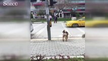 Köpekten insanlığa trafik dersi