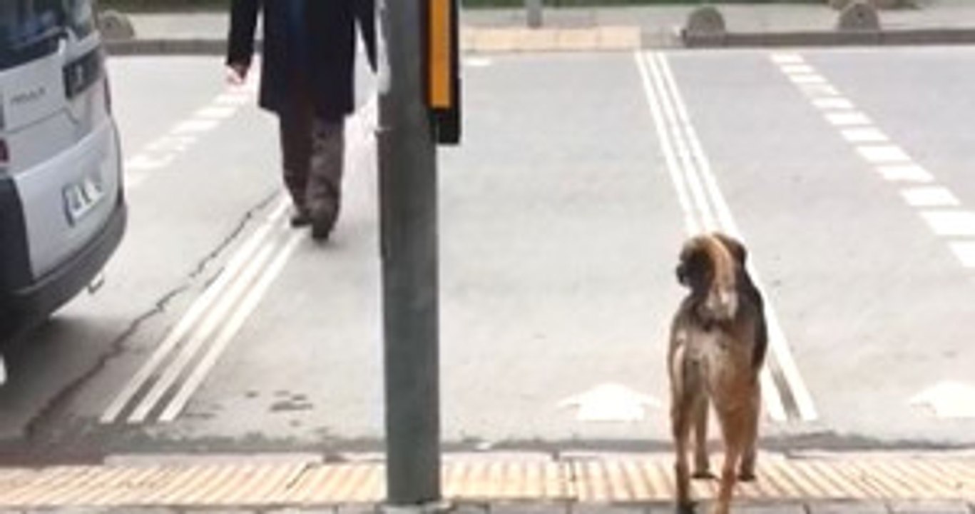 Karşıya Geçerken Yeşil Işığın Yanmasını Bekleyen Köpek Görenleri Şaşırttı