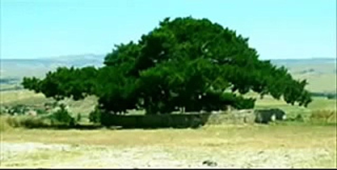 seslibirnaz saçlarından bir tel aldım