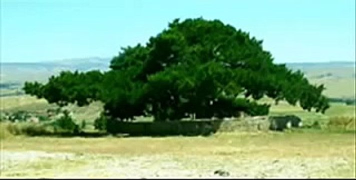 seslibirnaz saçlarından bir tel aldım