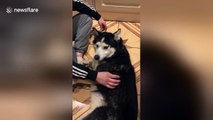 Husky tells owner off whenever he stops stroking him